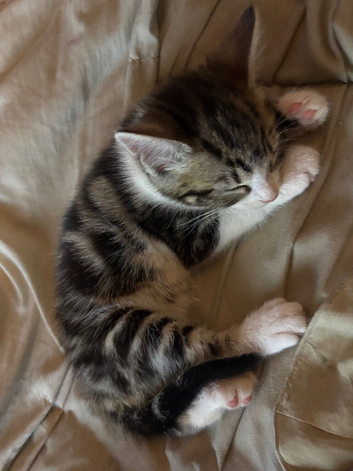 1 tabby and white female kitten ready to go now