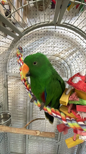 All types of Parrots/Parakeets available