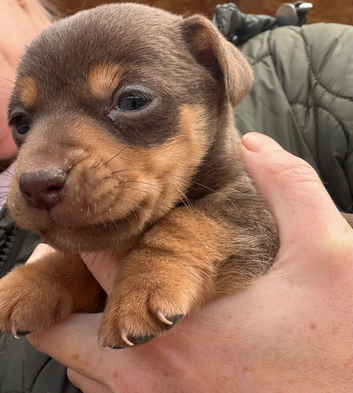 Mini Jack Russell puppies various colours