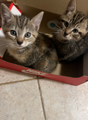 Tabby boy kittens for sale