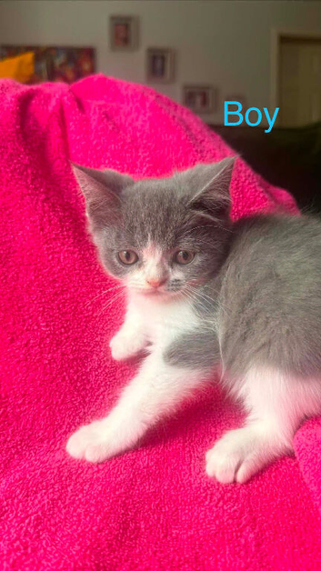 3 Males kittens