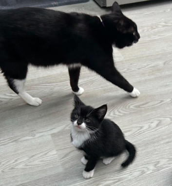 Kittens looking for their forever home