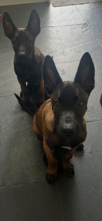 1 male Belgian Malinois pup