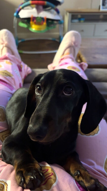 10 month old for rehome
