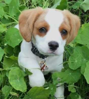 Mobile microchipping in Pembrokeshire