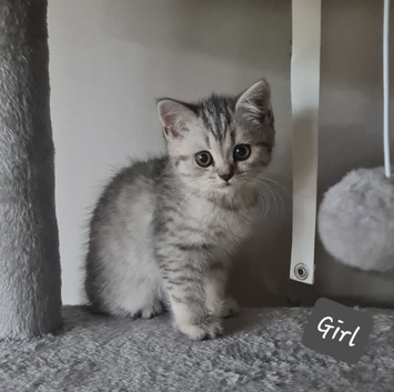British shorthair