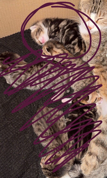 Cute kittens for sale