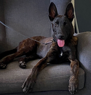 Dutch Header Dog Available