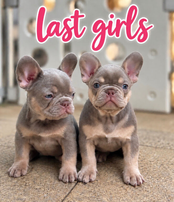 PRICE DROP FOR WEEKEND New Shade Health Clear KC Registered French Bulldog Puppies