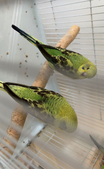 Baby black wing budgies
