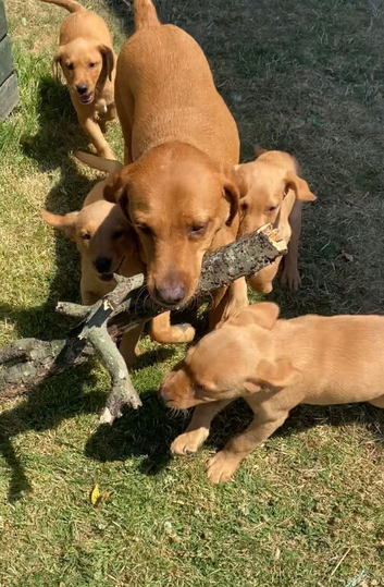 Gorgeous Kc registered fox red Labrador puppies
