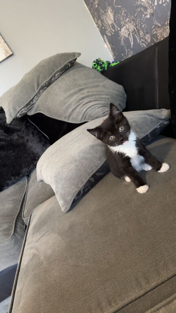 Female kitten