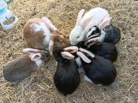 Newzealand x French lop