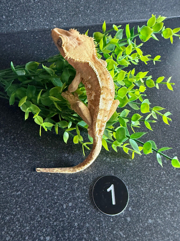 Various crested geckos