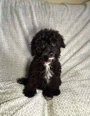 Ready to leave miniature cavapoochons