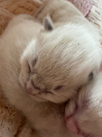 Beautiful pure ragdolls