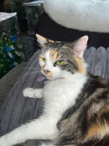 2 year old female calico cat for for rehome.