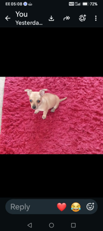 Cutie chihuahua kind and cares