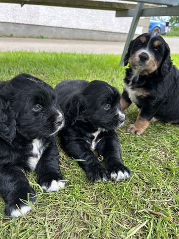 Bernese Mountain Dog &times; Golden Retriever