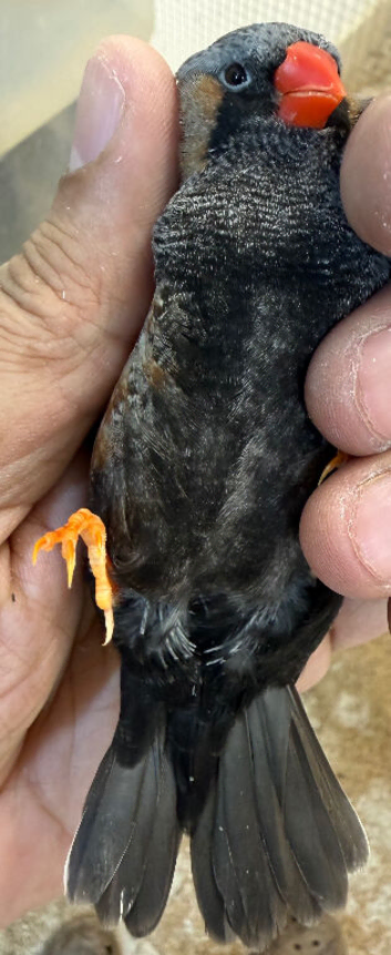 Charcoal Male