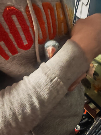 Blue ringneck for sale