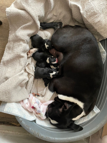Exceptional Boston Terrier Pups &ndash; Outstanding Wildax & Skin Deep Bloodlines