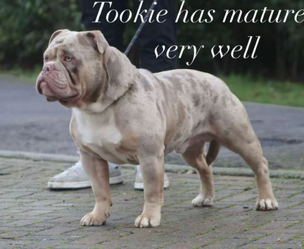Olde English bulldogs stud