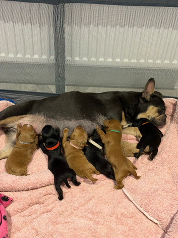 frenchie cross cockapoo pups.