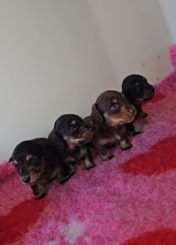 LongHair mini dachshund pups