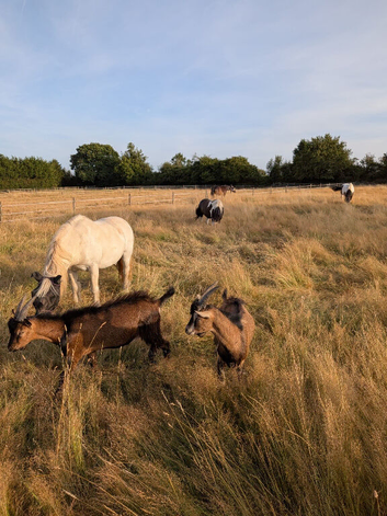 24/7 grazing available on a private yard -