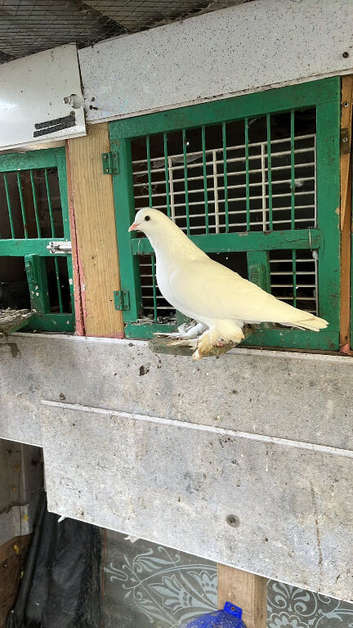 Roller young feathery feet