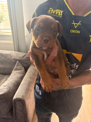 Bull staffy puppies