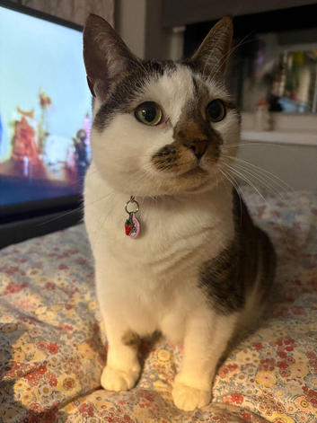 Strawberry is looking for her forever home