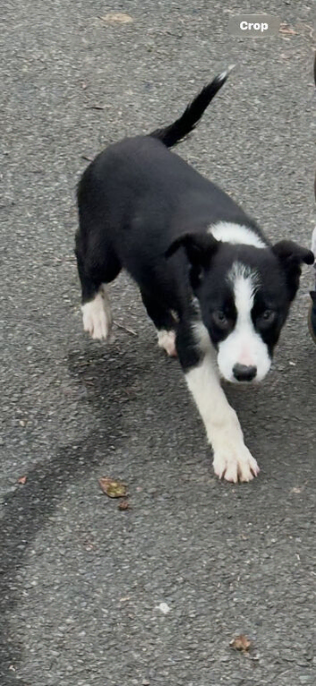Border collie