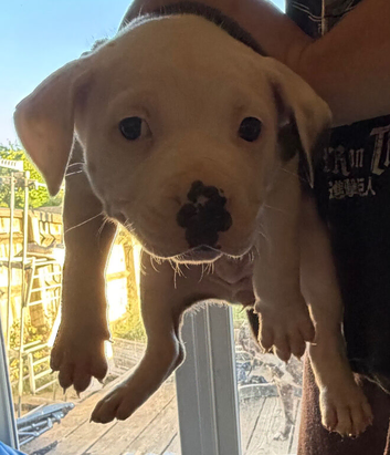Puppies for sale