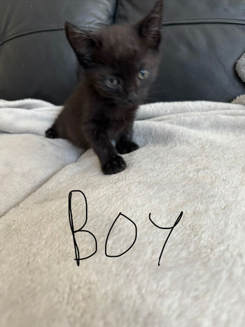 BEAUTIFUL BLACK BOY KITTEN FOR SALE
