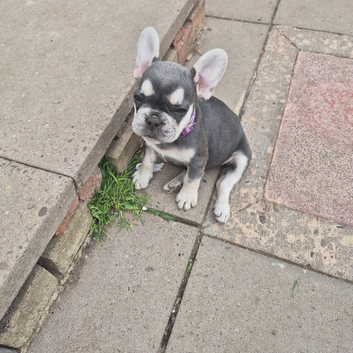 KC Registered French Bulldogs