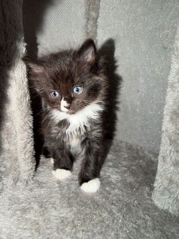 Kitten for sale