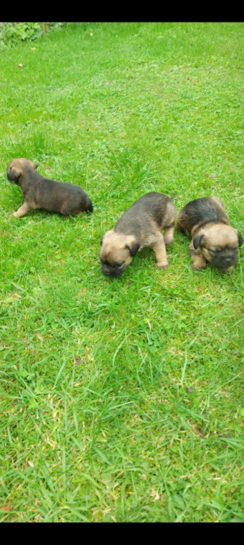 Border terrier puppies boys and a girl