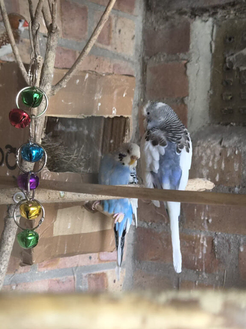 Pair of budgies plus cage