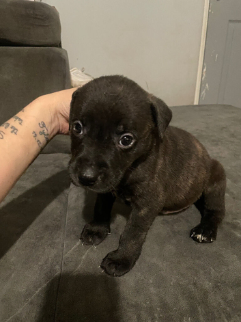 Cross breed puppies