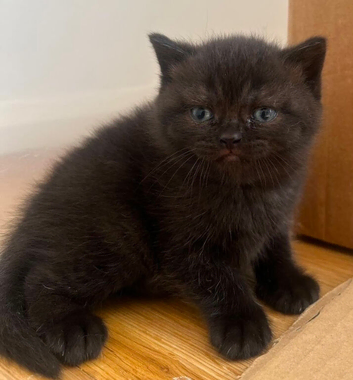 British Shorthair Kittens