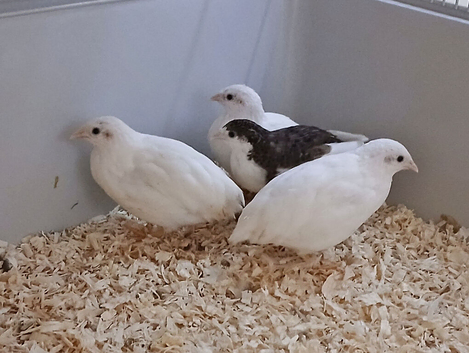 Chinese Painted (Button) Quail chicks