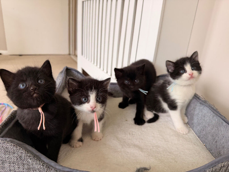 Kittens Available - 4 Looking for Their Forever Homes