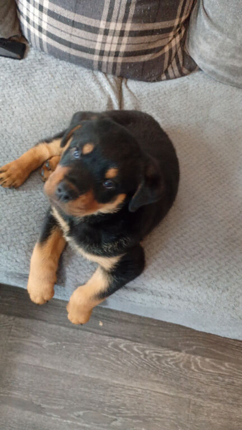 5 CHUNKY ROTTWEILER