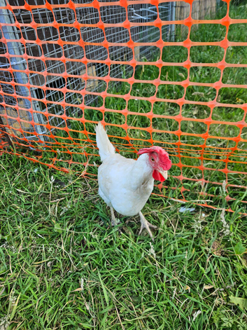 Leghorns
