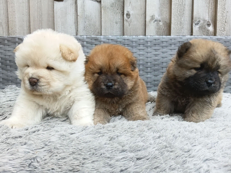 Chow chow puppies for sale