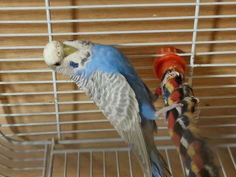 Female budgies for sale