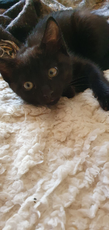 3 Beautiful Siamese-Cross Kittens