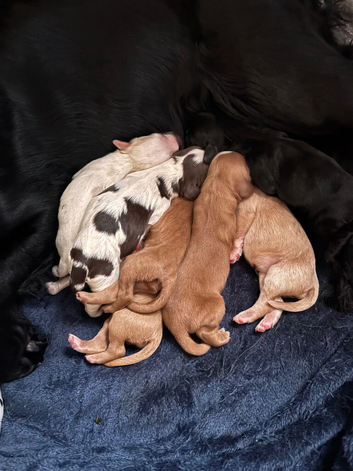 Working cocker spaniel puppies
